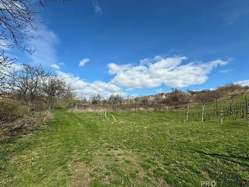 Prodej sadu, vinice 1540 m², Mutěnice – náhled fotky 2