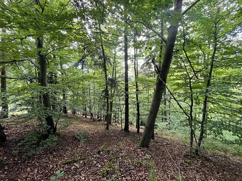 Prodej lesa 11251 m², Odry – náhled fotky 1