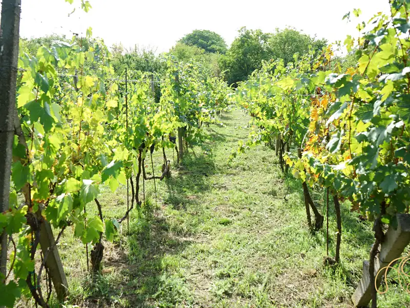 Prodej chalupy 53 m², pozemek 2562 m², Valtice – náhled fotky 3