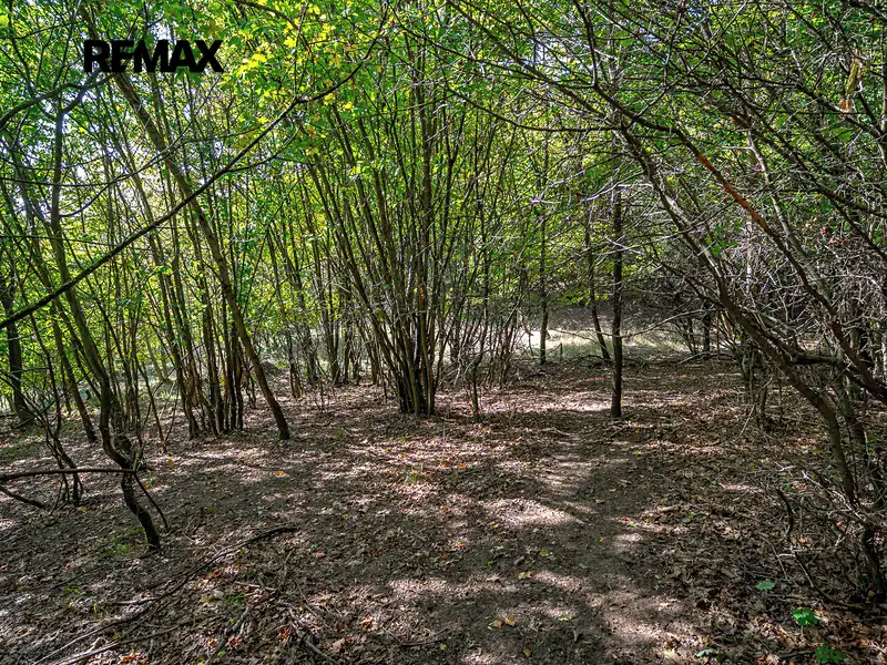 Prodej lesa 1765 m², Dolní Zálezly – náhled fotky 2