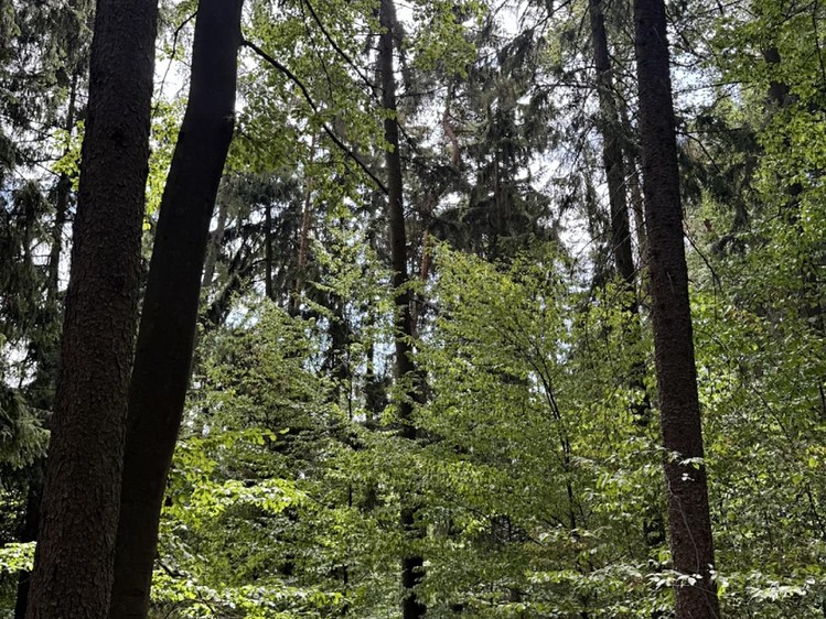 Ostatní
