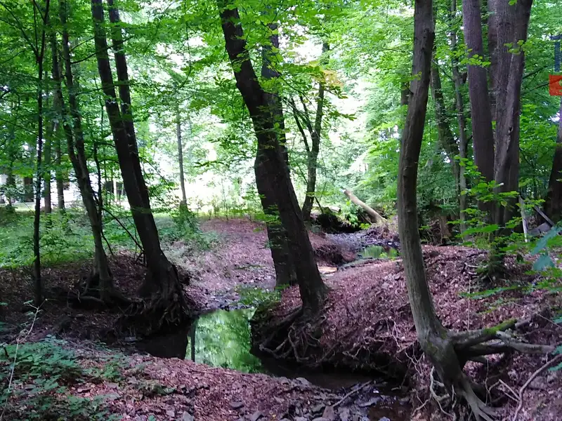 Prodej lesa 2404 m², Hrabyně – náhled fotky 2