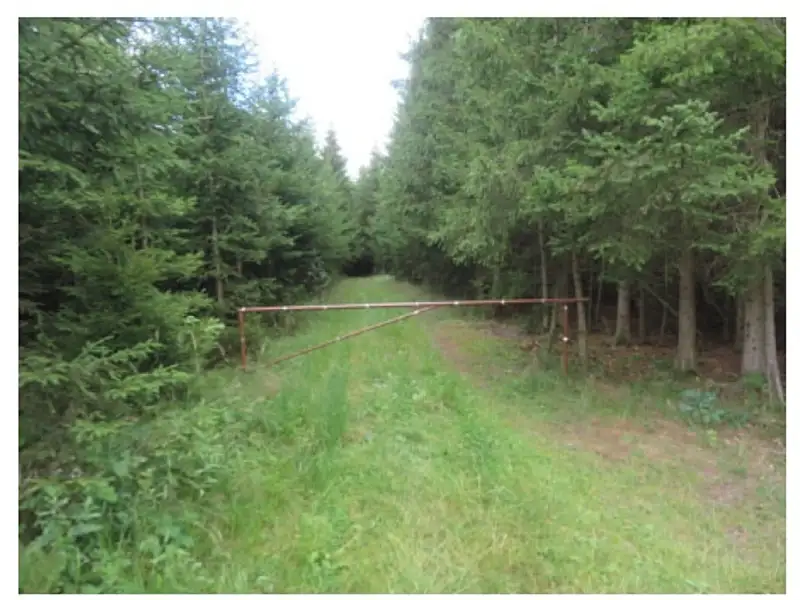 Dražba lesa 19463 m², Nová Ves u Světlé – náhled fotky 2