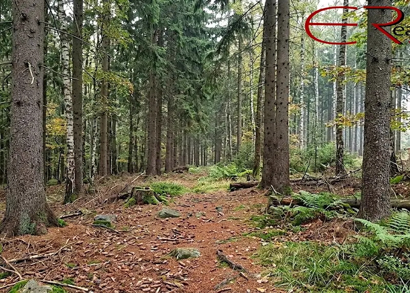 Prodej lesa 37279 m², Merboltice – náhled fotky 1