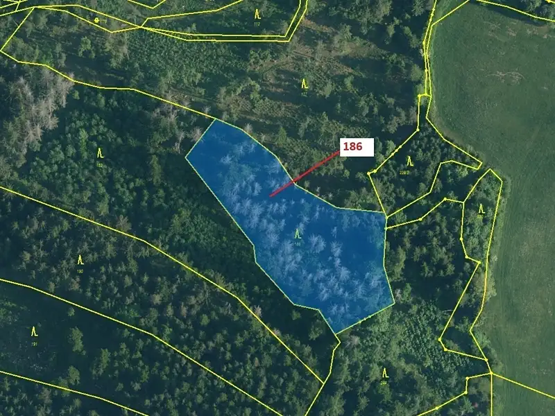 Dražba lesa 4542 m², Zálezly – náhled fotky 2