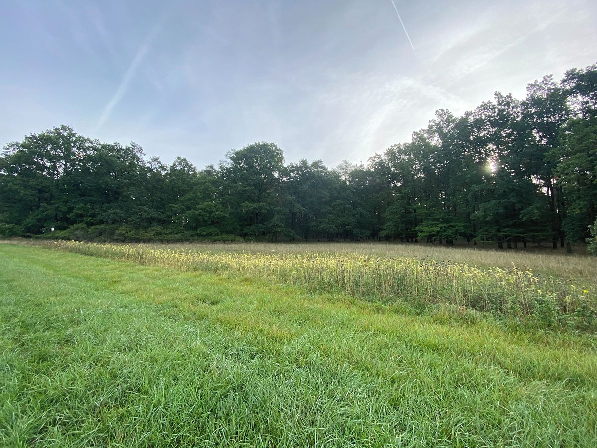 Prodej louky 2972 m², Ostřetín – fotka 1 z 3