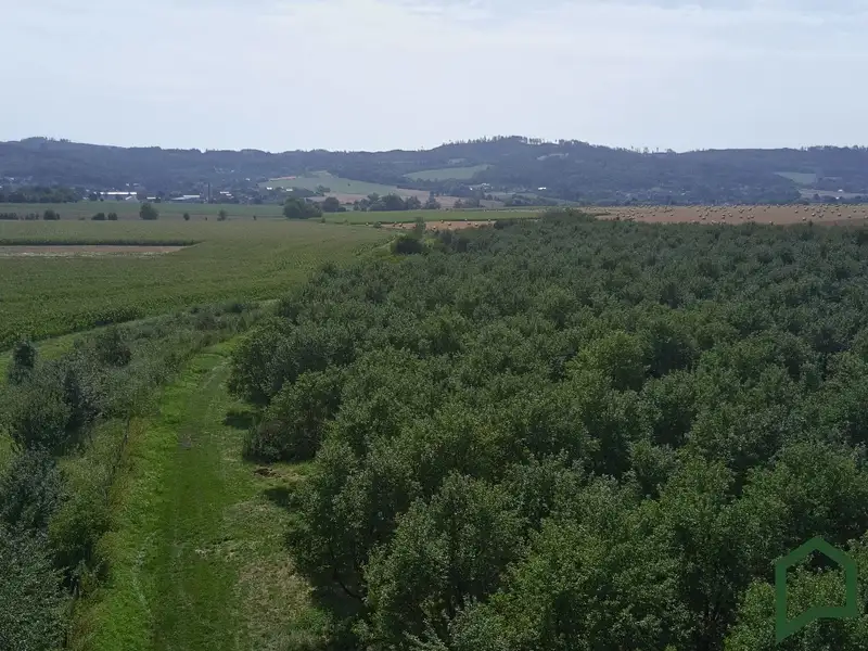 Prodej sadu, vinice 5319 m², Vanovice – náhled fotky 3