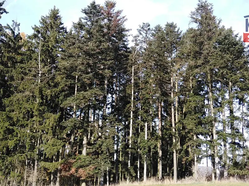 Prodej lesa 10142 m², Letiny – náhled fotky 1
