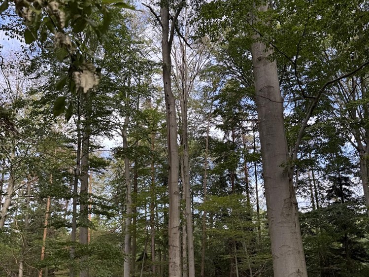 Ostatní