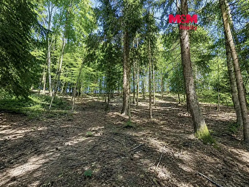 Prodej lesa 6855 m², Jestřebí – náhled fotky 1