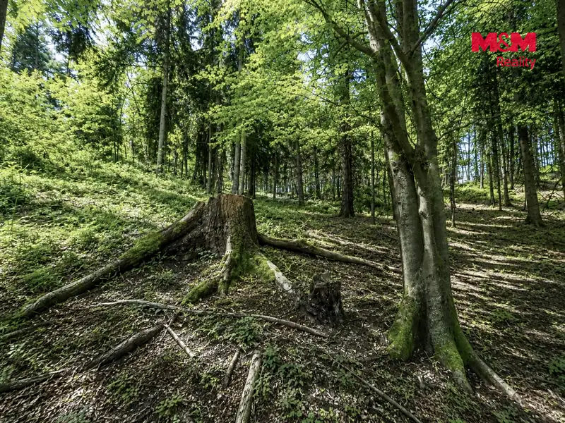 Prodej lesa 6855 m², Jestřebí – náhled fotky 3