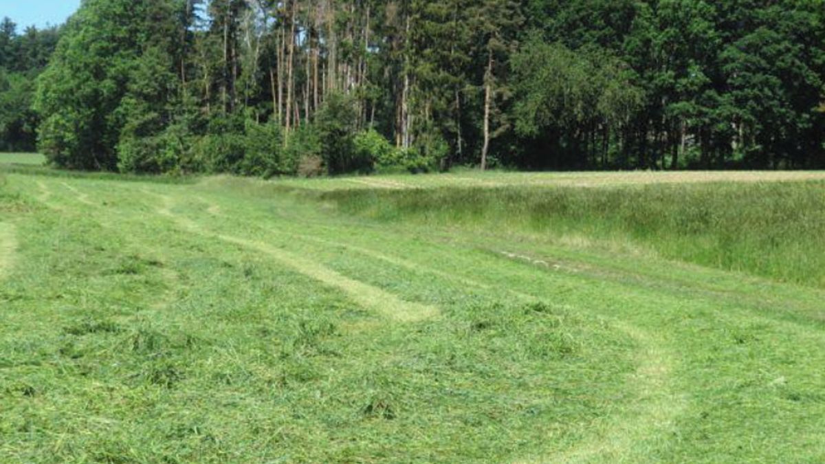 Dražba pole 1256 m², Hvozd – fotka 1 z 3