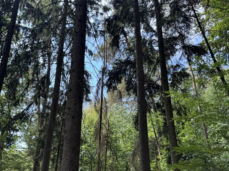 Ostatní