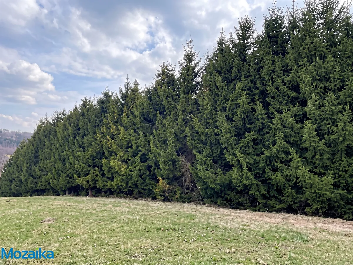 Prodej lesa 51563 m²