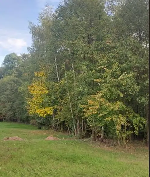 Prodej lesa 1625 m², Horní Bludovice – náhled fotky 1