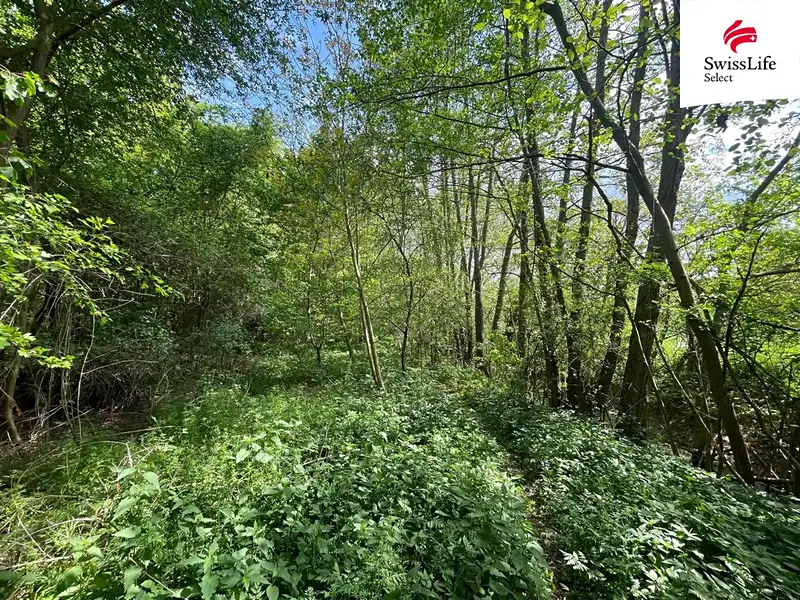 Prodej lesa 6071 m², Horní Dunajovice – náhled fotky 2