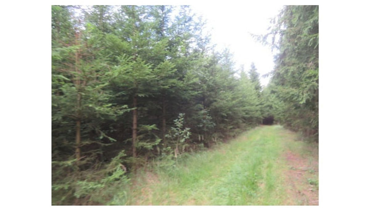 Dražba lesa 19463 m², Nová Ves u Světlé – fotka 1 z 3