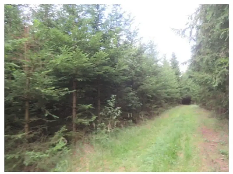 Dražba lesa 19463 m², Nová Ves u Světlé – náhled fotky 1