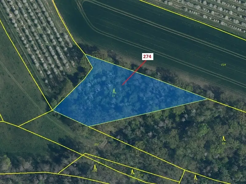 Dražba lesa 4557 m², Jeviněves – náhled fotky 2