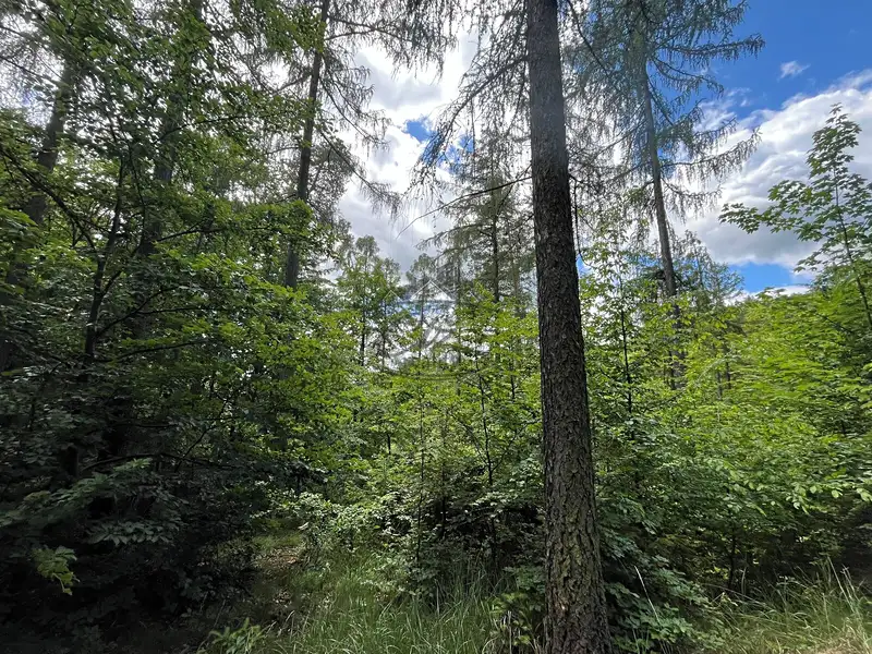 Prodej lesa 11251 m², Odry – náhled fotky 2