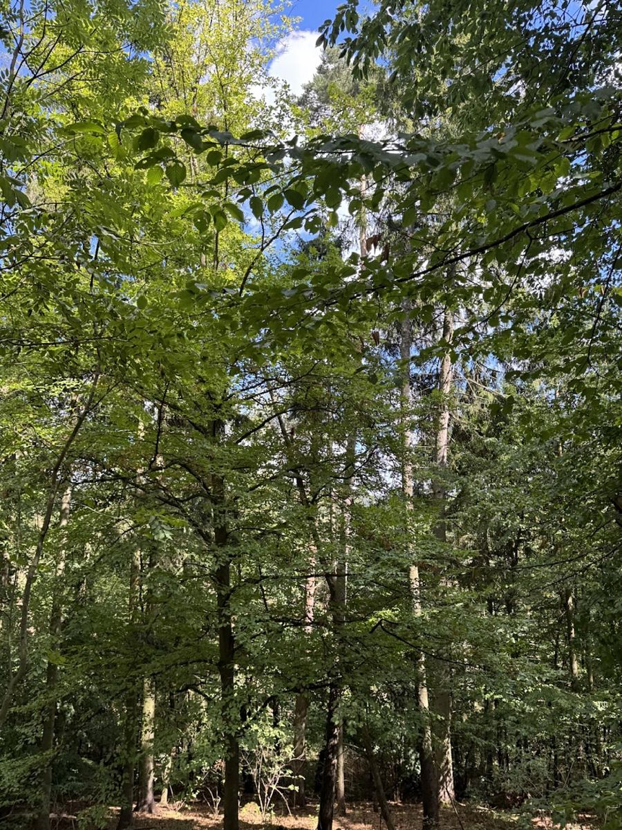 Prodej lesa 10739 m² – fotografie 2