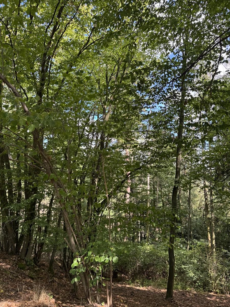 Prodej lesa 10739 m² – fotografie 4