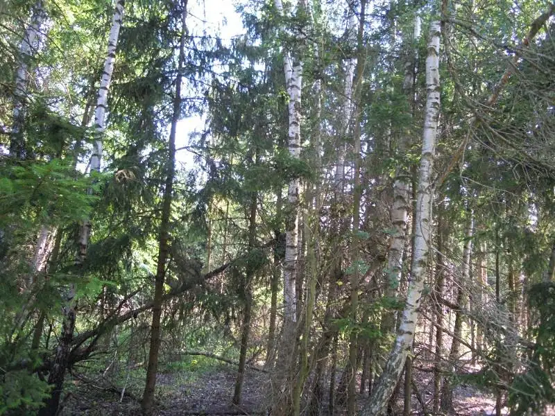 Prodej lesa 204 m², Radkovice u Budče – náhled fotky 1