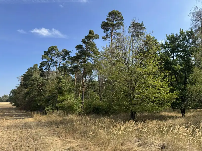 Prodej lesa 3660 m², Sedlec – náhled fotky 2