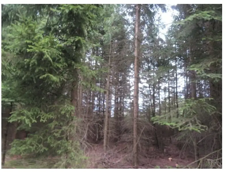 Dražba lesa 19463 m², Nová Ves u Světlé – náhled fotky 3