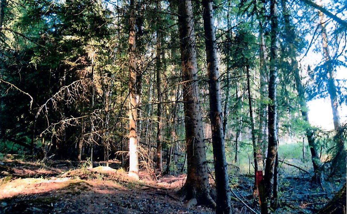 Prodej lesa 755 m², Radkovice u Budče – fotka 1 z 3