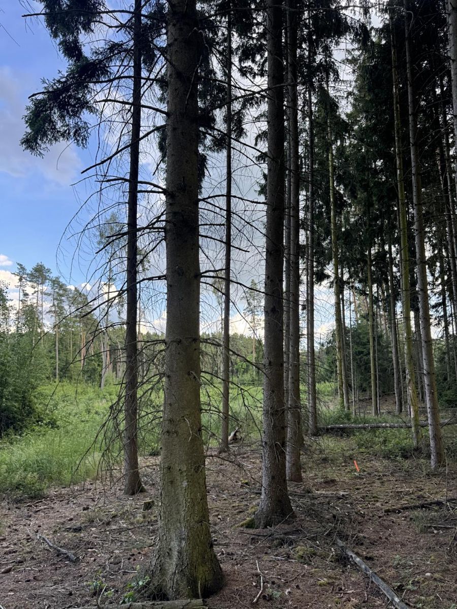 Prodej lesa 15904 m²