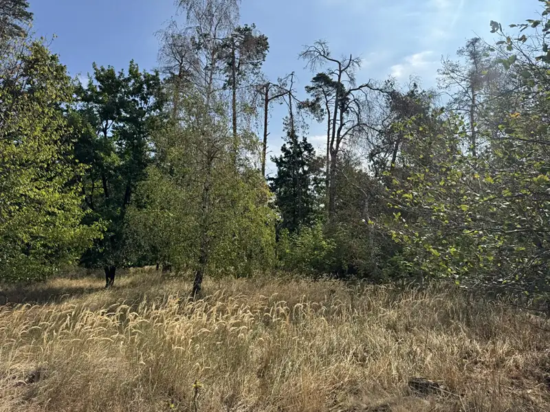 Prodej lesa 3660 m², Sedlec – náhled fotky 1