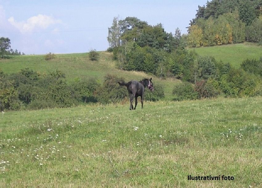 Prodej louky 105267 m² – fotografie 3