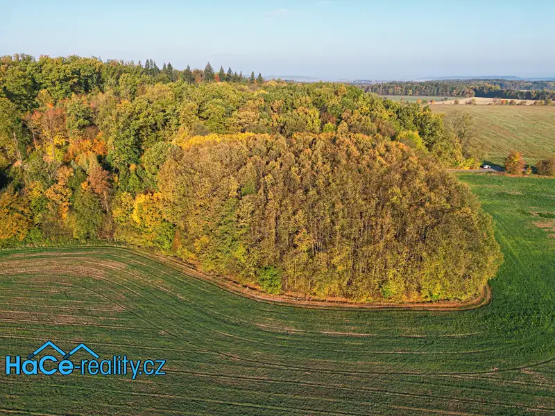 Prodej lesa 5655 m², Solnice – náhled fotky 3