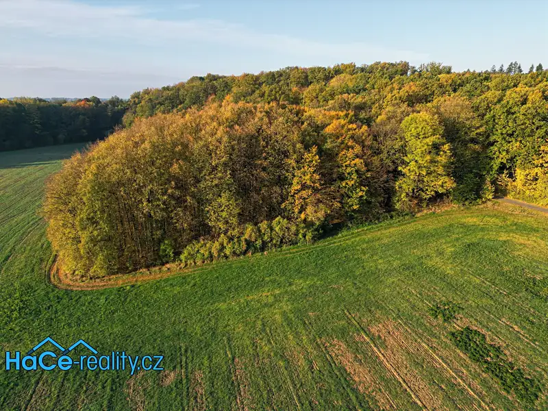 Prodej lesa 5655 m², Solnice – náhled fotky 2