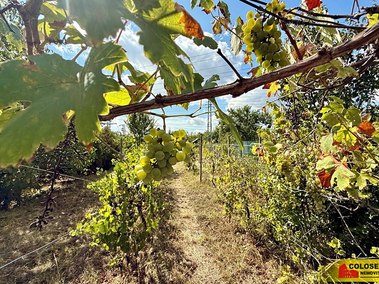 Ostatní