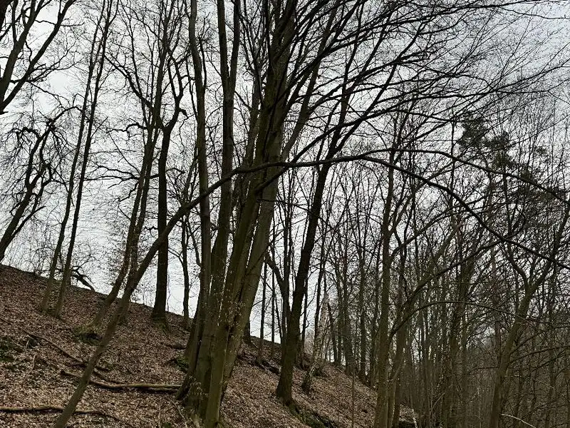 Prodej lesa 7168 m², Luka – náhled fotky 3