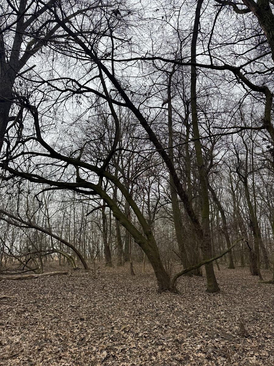 Prodej lesa 2272 m², Veselí nad Moravou – fotka 1 z 3