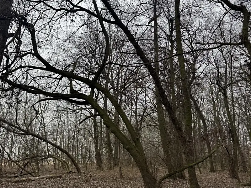 Prodej lesa 2272 m², Veselí nad Moravou – náhled fotky 1