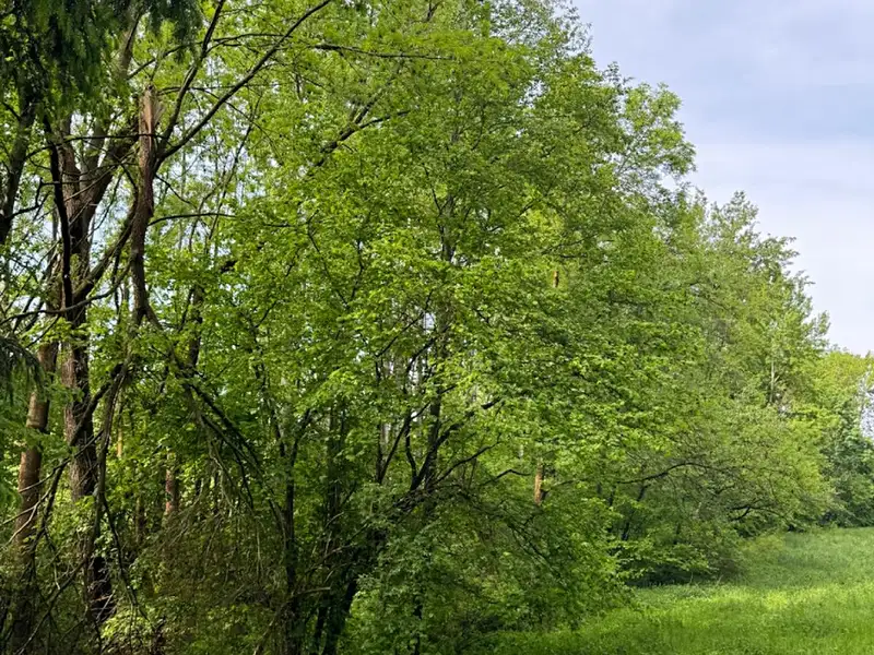 Prodej pozemku 19364 m², Český Dub – náhled fotky 2