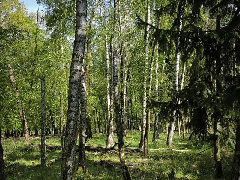Prodej lesa 5226 m², Řepín – náhled fotky 3