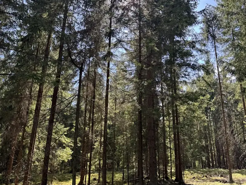 Prodej lesa 67560 m², Novosedly nad Nežárkou – náhled fotky 3