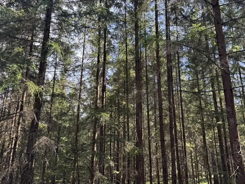 Prodej lesa 67560 m², Novosedly nad Nežárkou – náhled fotky 2
