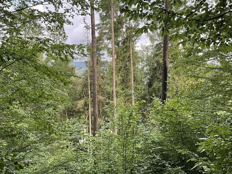 Prodej pozemku 14508 m², Bohdíkov – náhled fotky 2