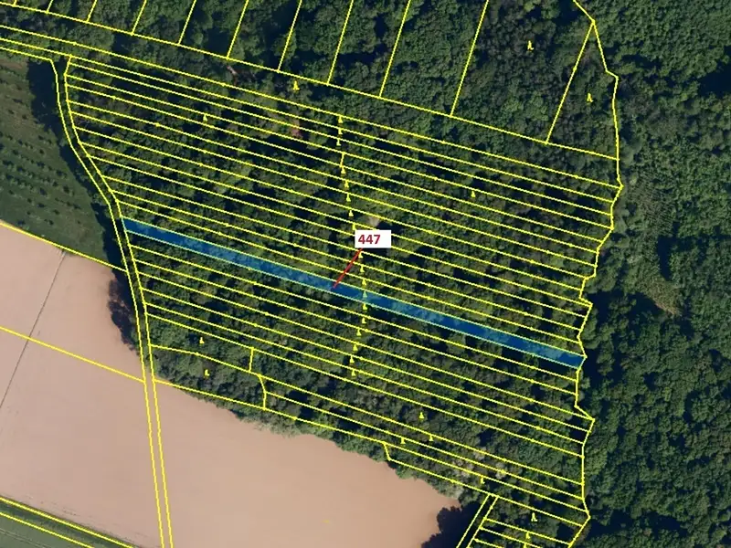 Dražba lesa 1989 m², Hradčany-Kobeřice – náhled fotky 2