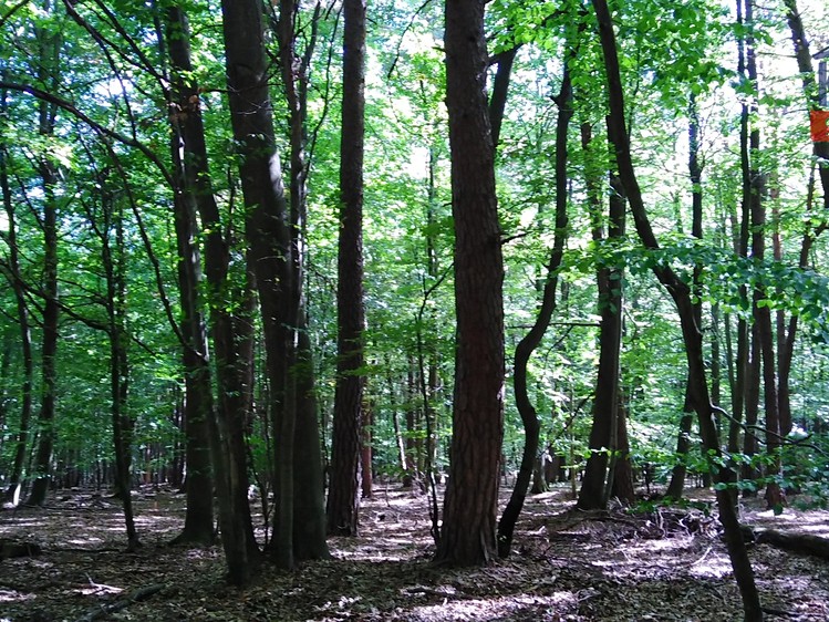Prodej pozemku, 4 599 m² (5 z 6)