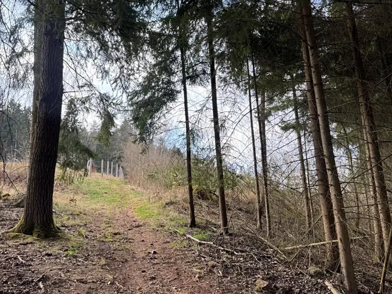 Prodej lesa 4730 m², Úpice – náhled fotky 2