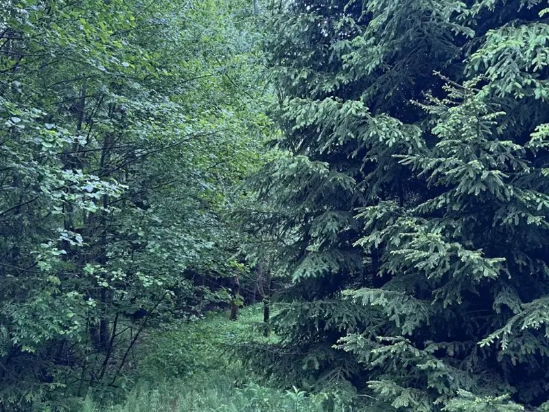 Prodej lesa 2784 m², Lomnice nad Popelkou – náhled fotky 2
