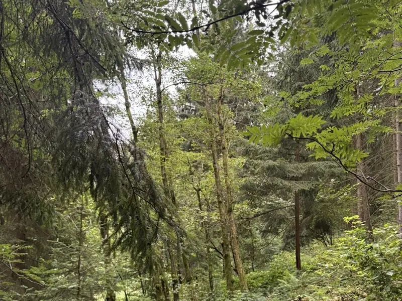 Prodej lesa 12954 m², Všelibice – náhled fotky 2