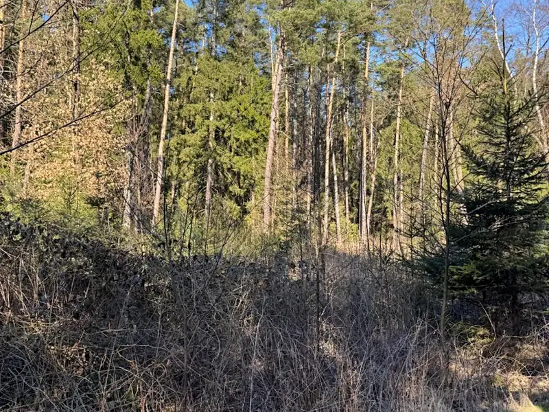 Prodej lesa 6708 m², Sedlečko u Soběslavě – náhled fotky 3